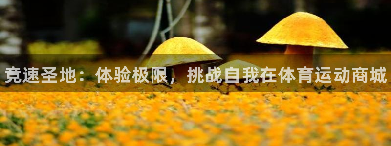 JJB竞技宝官网下载平台是正规平台吗：竞速圣地：体验