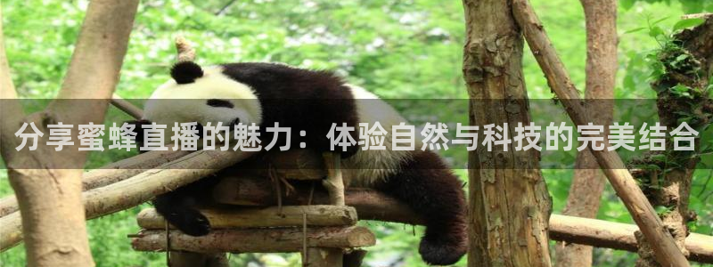 山猫体育直播免费五大联赛：分享蜜蜂直播的魅力：体验自然与科技的完美结合